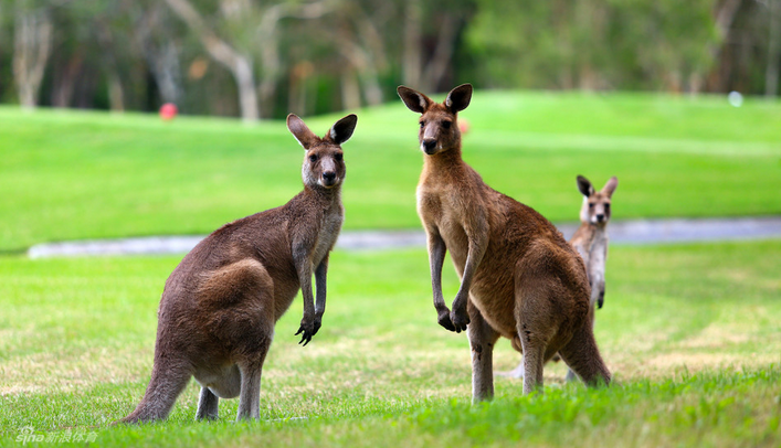 澳大利亚的小动物们